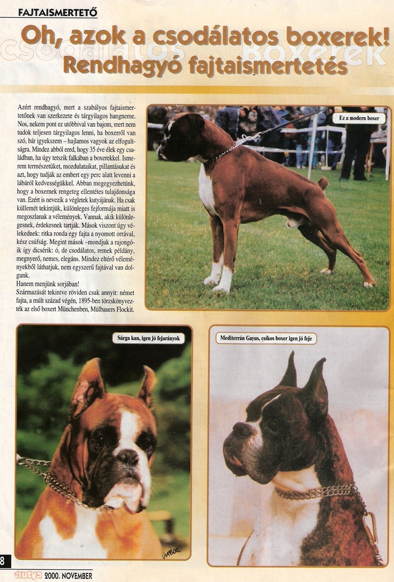 Fajta bemutató 2000-ben
