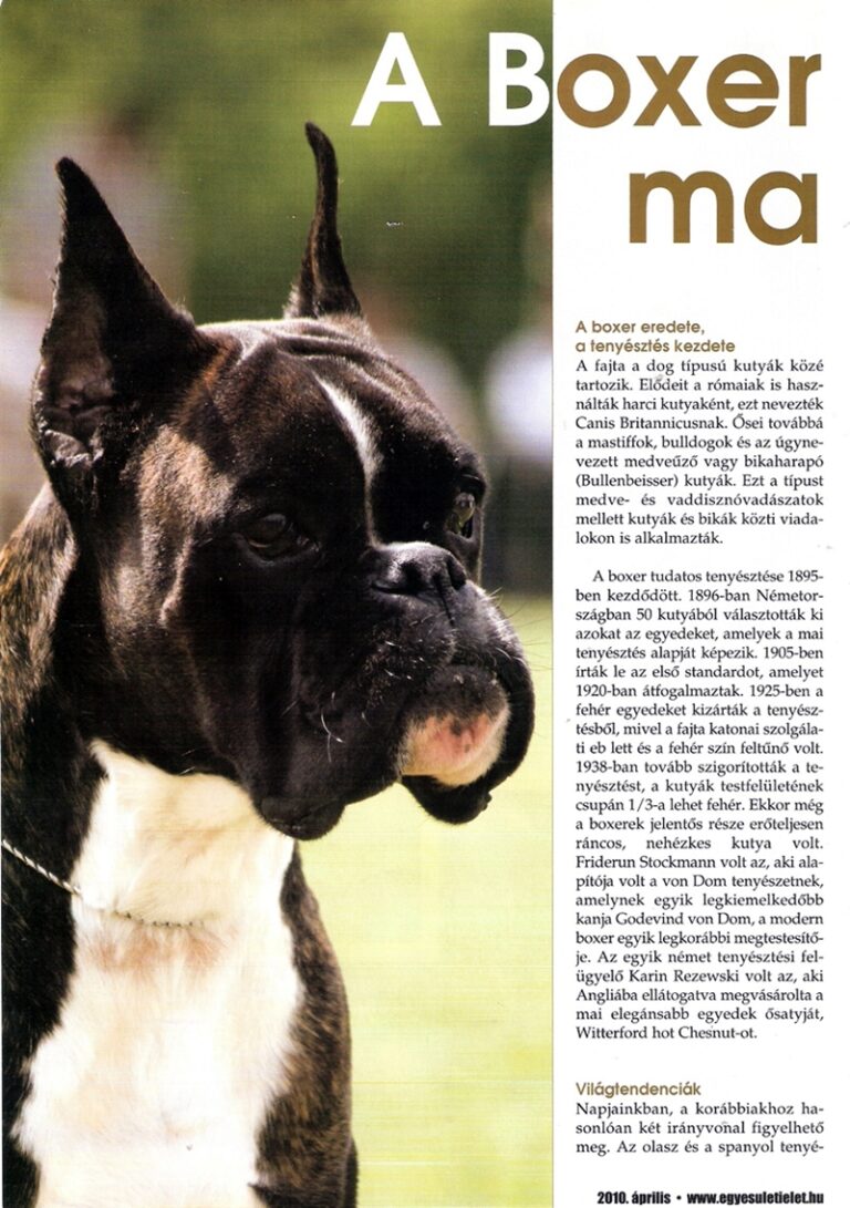 Read more about the article Fajta bemutató 2010-ben