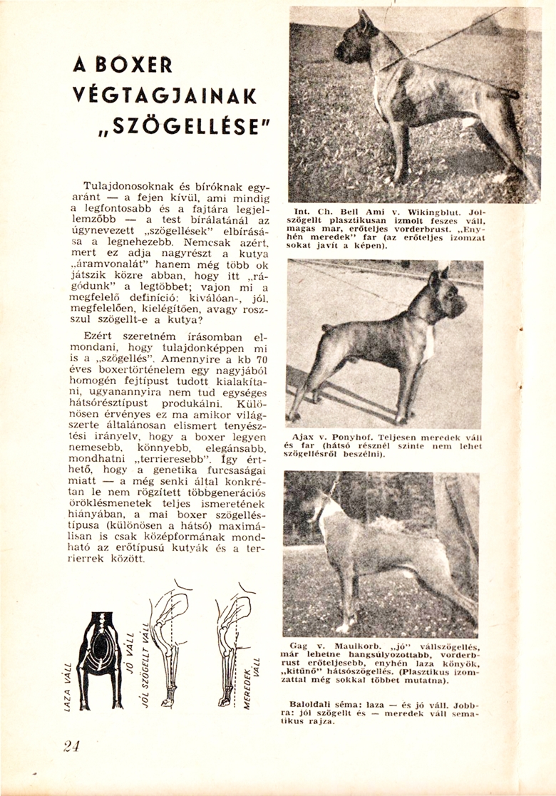 A boxer végtagjainak szögellései 1969-ben